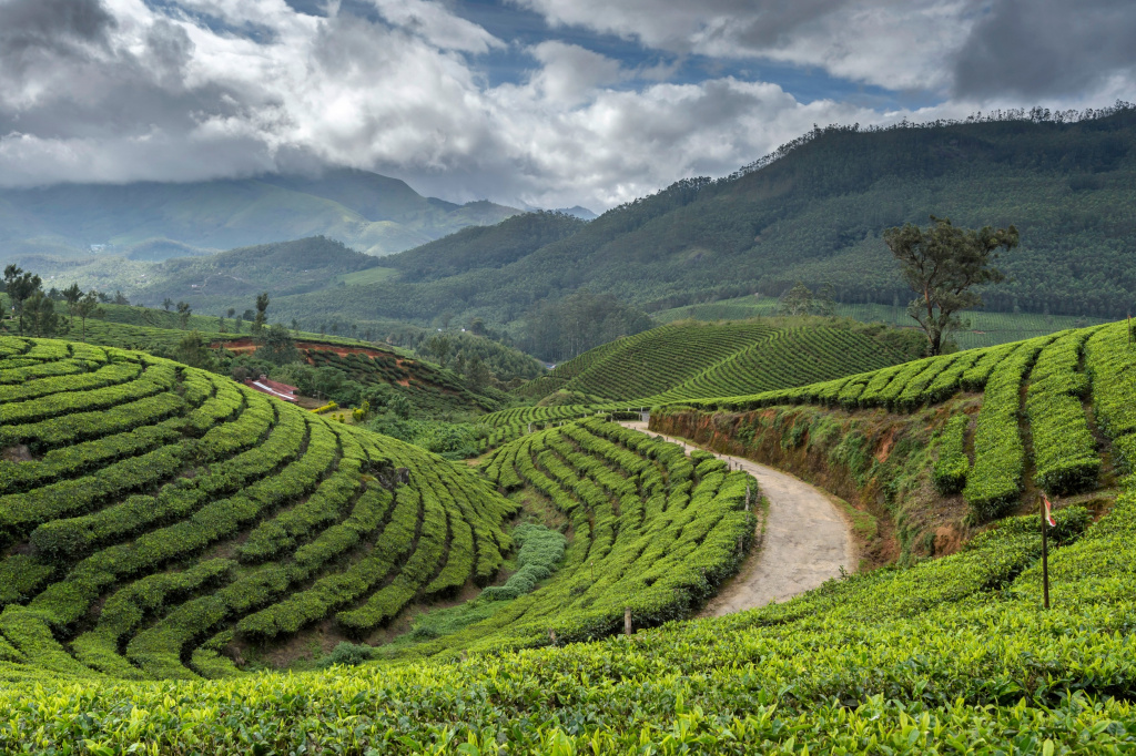 Чайные плантации Тата, Муннар, Керала, Индия
