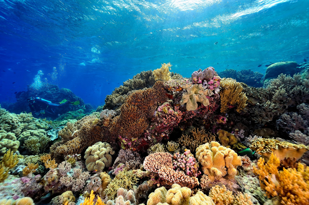 Восхитительный коралловый риф у Мальдивских островов