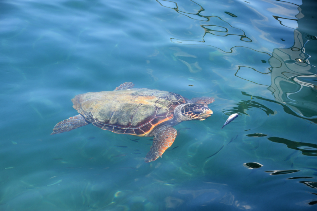 Плавающая в воде черепаха Каретта-Каретта