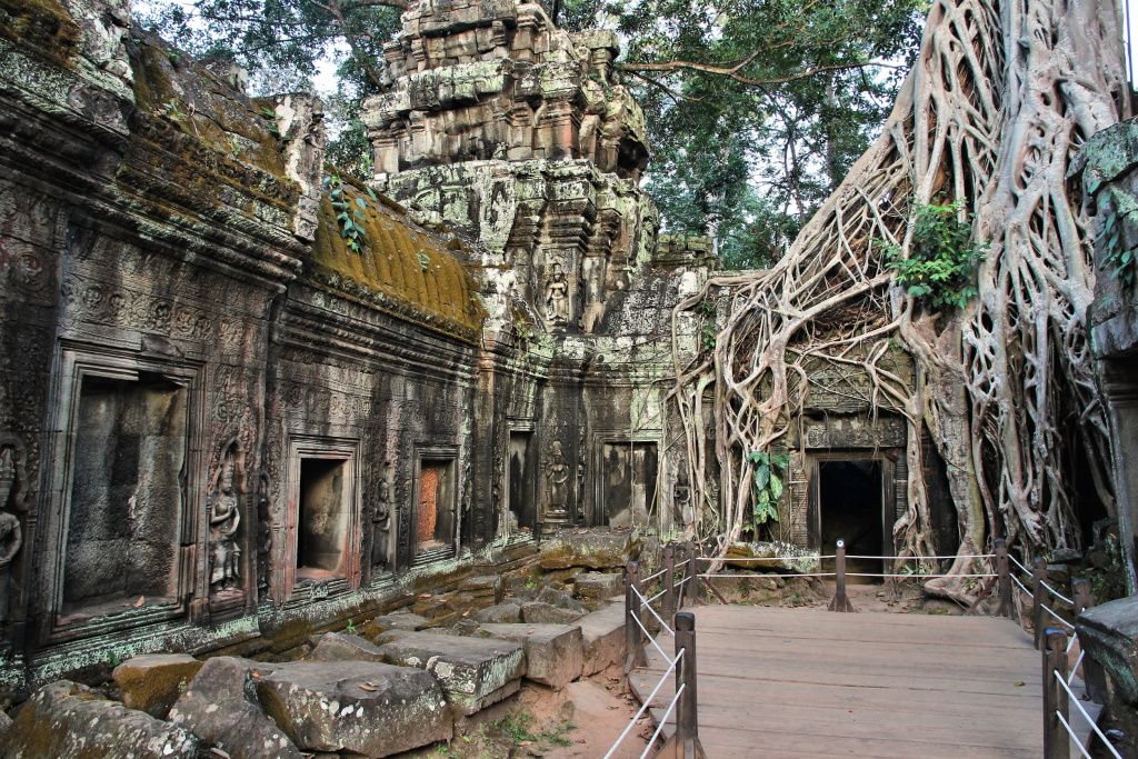 Корни дерева над прекрасным храмом Та Пром в Ангкор-Вате, провинция Сиемреап, Камбоджа