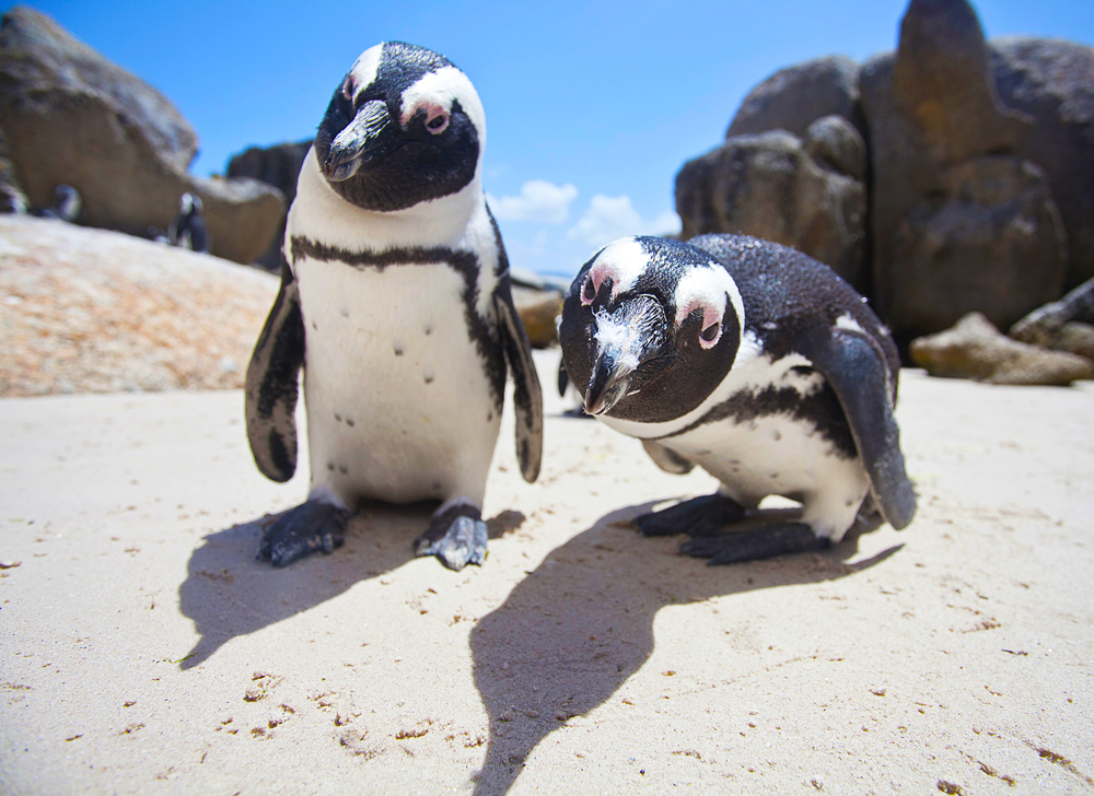Бесстрашные африканские пингвины