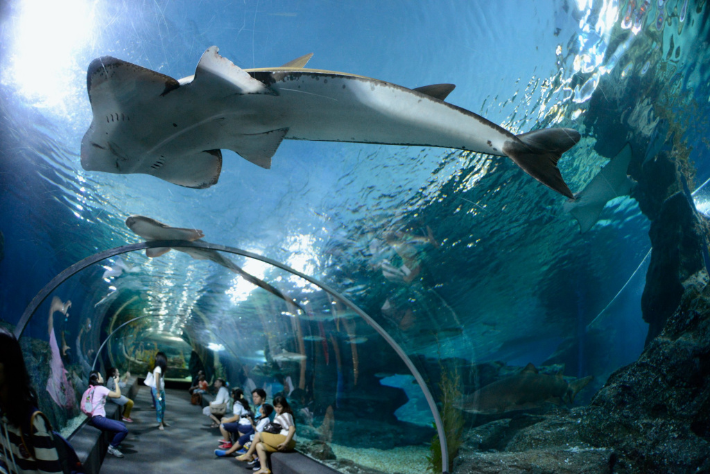 Sea Life Bangkok Ocean World в Бангкоке — самый большой океанариум в Юго-Восточной Азии