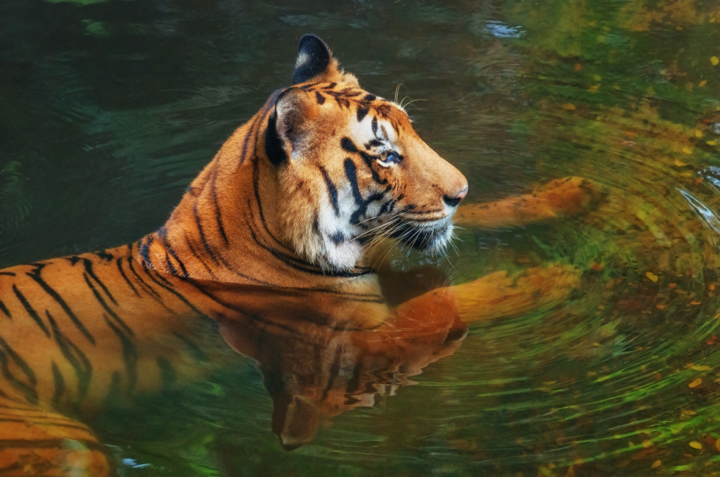 Тигр в воде в зоопарке Керала