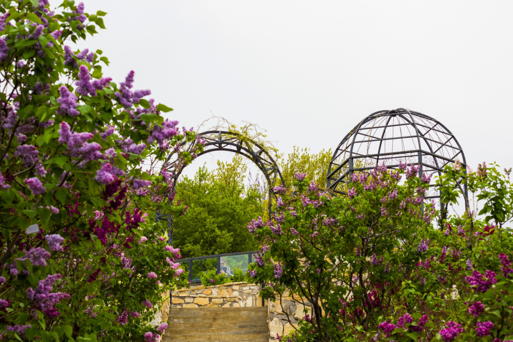Цветение сирени в ботаническом саду Тбилиси