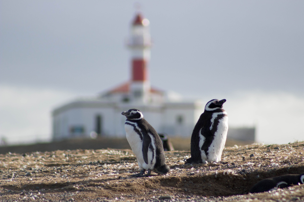 Пингвины на острове Магдалена в Чили